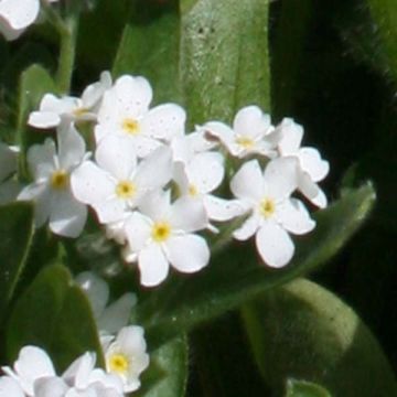 Myosotis sylvatica Snowsylva