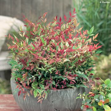 Nandina domestica Red Light