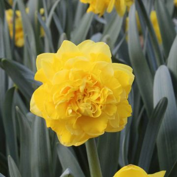 Narciso a fiore doppio Easter Tide