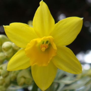 Narciso cyclamineus February Gold