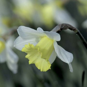 Narciso coronato Finland