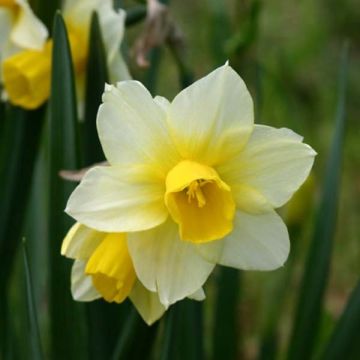 Narciso a tromba Golden Echo