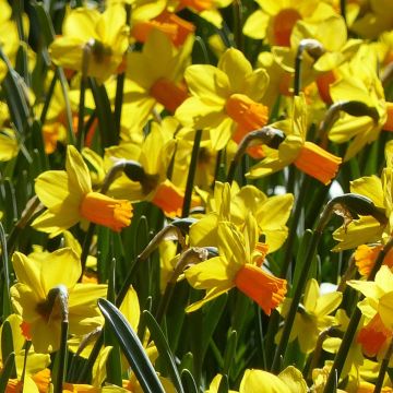 Narciso cyclamineus Jet Fire