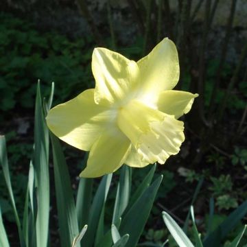 Narciso a tromba Spellbinder