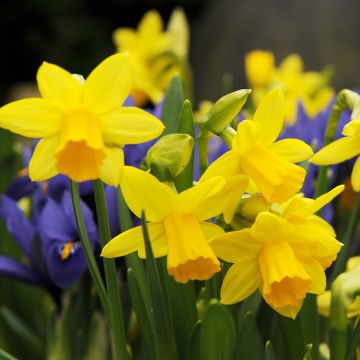 Narciso cyclamineus Tête à Tête