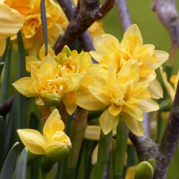 Narciso cyclamineus Tête Bouclée