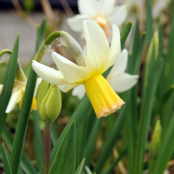 Narciso cyclamineus Winter Walzer