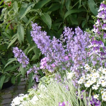 Nepeta faassenii Cat's Meow