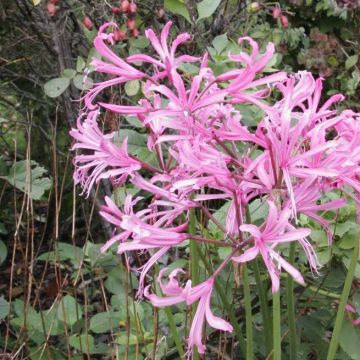 Nerine bowdenii Pink Triumph