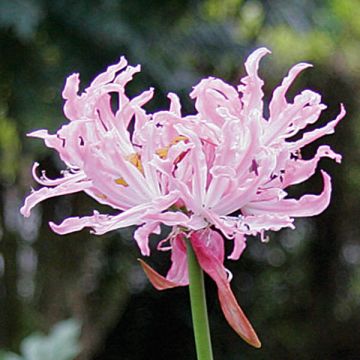 Nerine flexuosa Rose