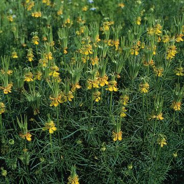 Nigella orientalis Tranformer