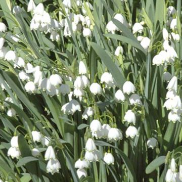 Leucojum aestivum - Campanelle maggiori