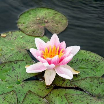 Nymphaea Laydekeri Liliacea