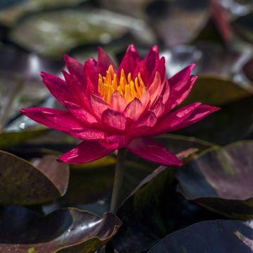 Nymphaea Marliacea Rubra Punctata