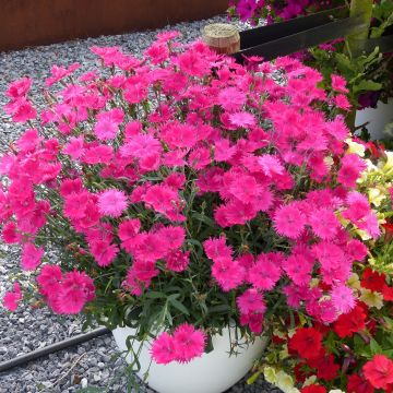 Dianthus superbus Suntory Pink - Garofanino frangiato