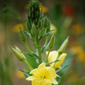 Oenothera biennis - Enagra comune