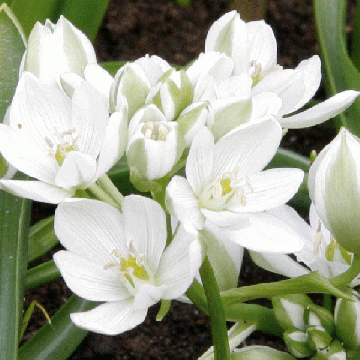 Ornithogalum balansae - Ornitogallo