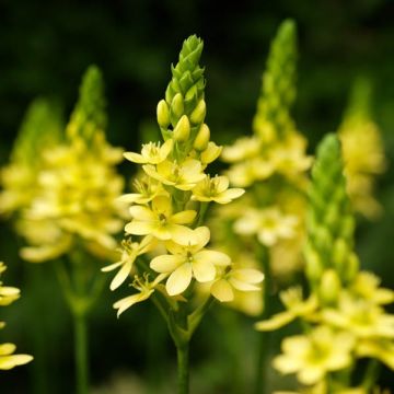 Ornithogalum Namib Sun