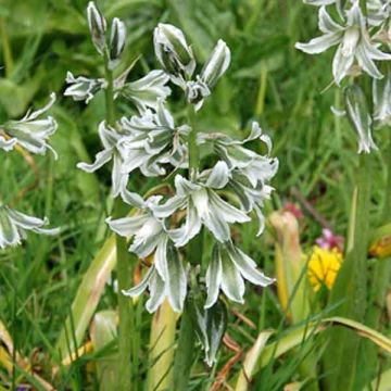 Ornithogalum narbonense - Latte di gallina spigato