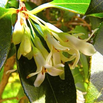 Osmanthus burkwoodii - Osmanto di Burkwood