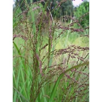 Panicum virgatum Warrior