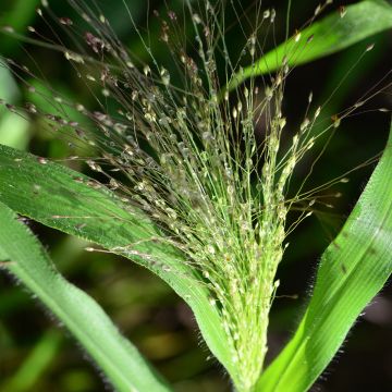 Panicum elegans Sprinkles