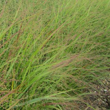 Panicum virgatum Rehbraun