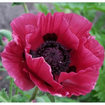 Papaver orientale Marlene