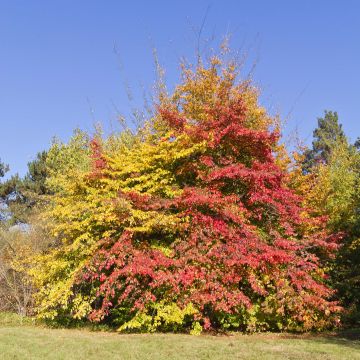 Parrotia persica - Albero pagoda