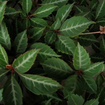 Parthenocissus henryana - Vite del Canada