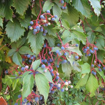 Parthenocissus quinquefolia - Vite americana