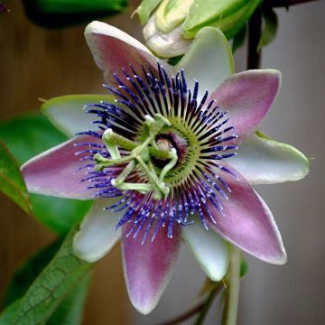 Passiflora allardii