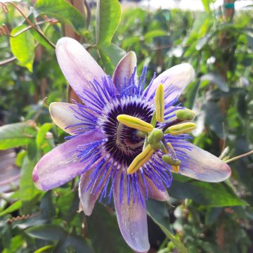 Passiflora Lady Betty Myles Young