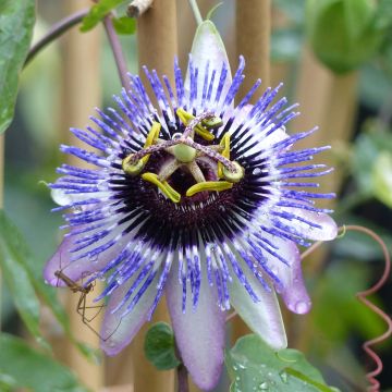 Passiflora Damsel's Delight