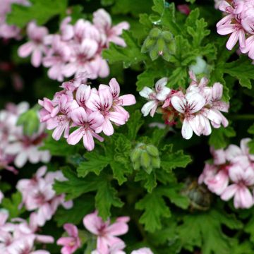 Pelargonium graveolens - Pelargonio odoroso