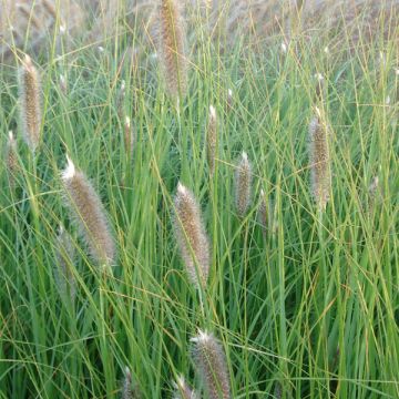 Pennisetum alopecuroïdes Japonicum