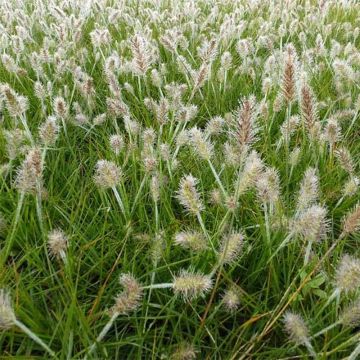 Pennisetum alopecuroïdes Little Bunny