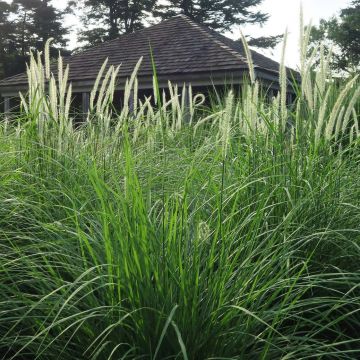 Pennisetum orientale Fairy Tails