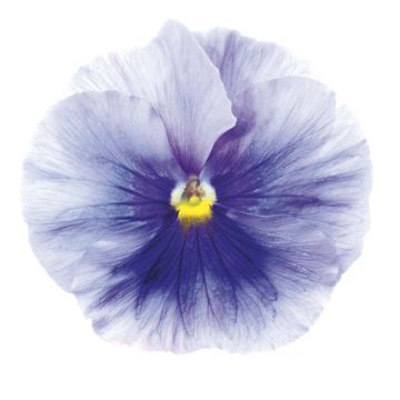 Viola Inspire Silver Blue