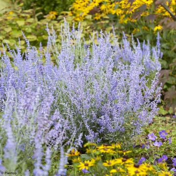 Perovskia atriplicifolia Lacey Blue - Salvia russa