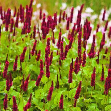 Persicaria amplexicaulis Blackfield