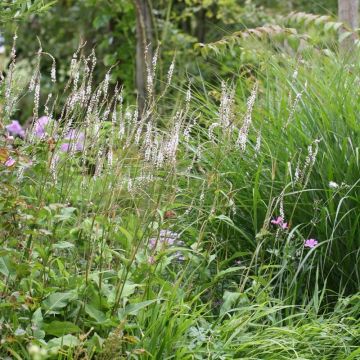 Persicaria amplexicaulis Alba