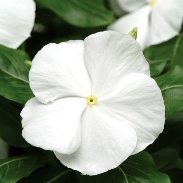 Catharanthus roseus Titan White - Pervinca del Madagascar