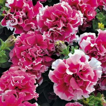 Petunia Pirouette rose