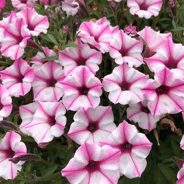 Petunia Supertunia Pink Star