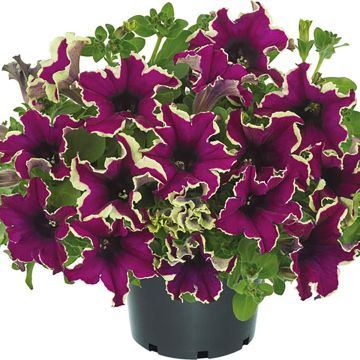 Petunia Viva Eclipse