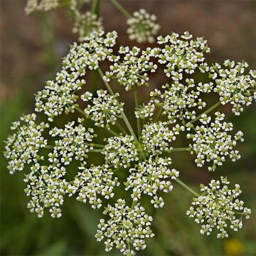 Peucedanum rablense - Imperatoria austriaca