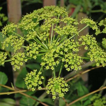 Peucedanum verticillare - Imperatoria di Tommasini