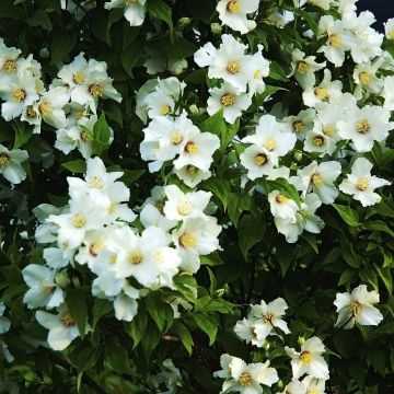 Philadelphus Belle Etoile - Filadelfo