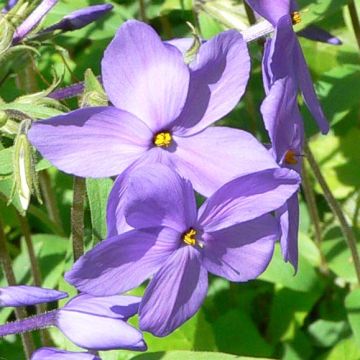 Phlox stolonifera Blue Ridge - Phlox strisciante